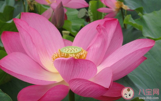 東北人沒見過荷花是什么梗 東北人沒見過荷花梗的出處是什么