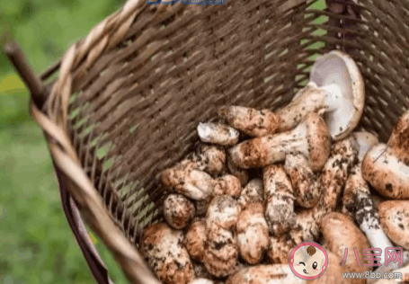 云南人吃蘑菇是什么意思什么梗 云南人吃蘑菇梗的出處是什么