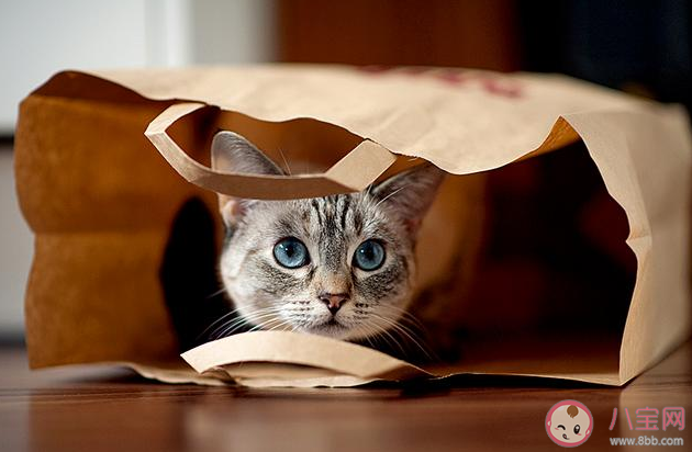 貓為什么喜歡被鏟屎官摸下巴 擼貓心得技巧 貓為什么喜歡被鏟屎官摸下巴 擼貓心得技巧