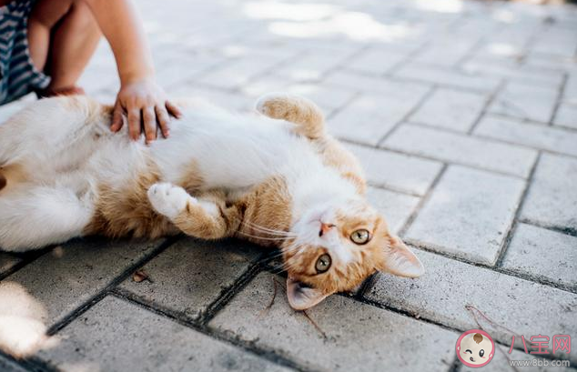 貓為什么喜歡被鏟屎官摸下巴 擼貓心得技巧 貓為什么喜歡被鏟屎官摸下巴 擼貓心得技巧
