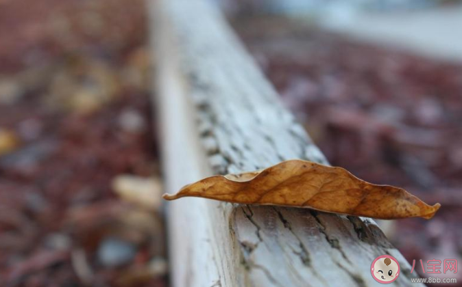 秋風習習的唯美文案說說 秋風的心情語錄句子 秋風習習的唯美文案說說 秋風的心情語錄句子