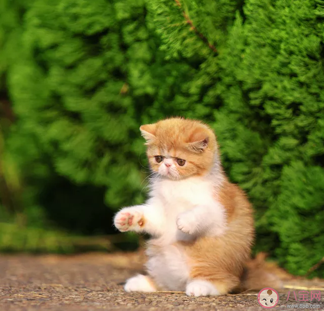 2020國(guó)際貓咪日是幾月幾號(hào) 國(guó)際貓咪日是哪一天 2020國(guó)際貓咪日是幾月幾號(hào) 國(guó)際貓咪日是哪一天