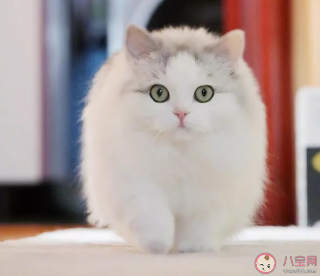 2020國(guó)際貓咪日是幾月幾號(hào) 國(guó)際貓咪日是哪一天 2020國(guó)際貓咪日是幾月幾號(hào) 國(guó)際貓咪日是哪一天