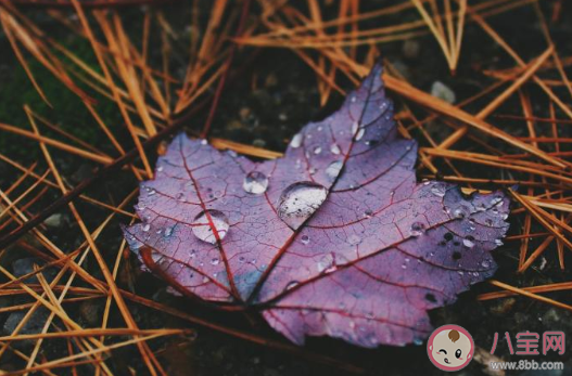 第一場秋雨圖片發朋友圈句子 第一場秋雨朋友圈圖片說說 第一場秋雨圖片發朋友圈句子 第一場秋雨朋友圈圖片說說