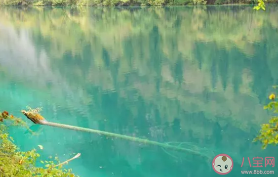 四川觀察是什么意思什么梗 四川觀察怎么火起來的