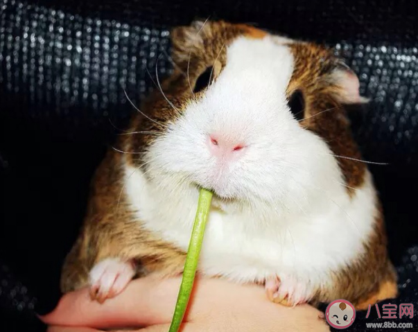 怎么根據孩子年齡養寵物 適合孩子養的寵物有哪些