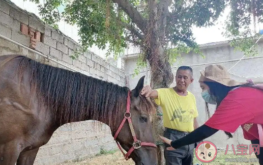 下海救人兩匹救命恩馬去世事情經(jīng)過是什么 馬游泳可以多遠(yuǎn)能游多