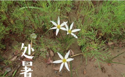 二十四節(jié)氣處暑圖片問候語文案句子 24節(jié)氣之處暑送問候的圖片文案說說