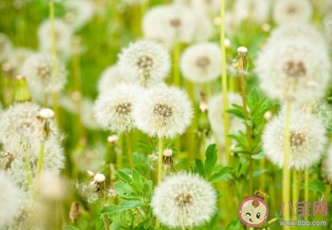 螞蟻莊園11月30日答案 下列哪種植物又被稱為黃花地丁婆婆丁