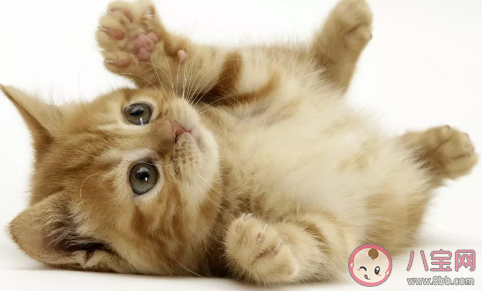 被貓抓傷出血要打針嗎 被貓撓傷要打疫苗嗎