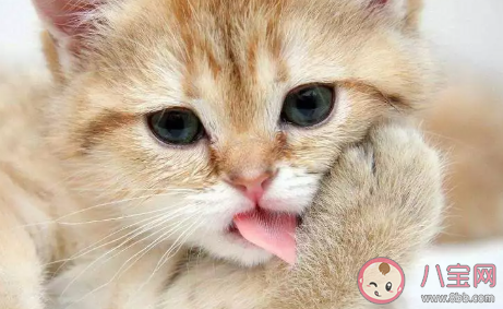 被貓抓傷出血要打針嗎 被貓撓傷要打疫苗嗎