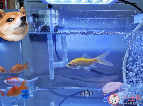 關(guān)于自己養(yǎng)的魚發(fā)朋友圈說說 養(yǎng)魚的心情幽默說說 關(guān)于自己養(yǎng)的魚發(fā)朋友圈說說 養(yǎng)魚的心情幽默說說