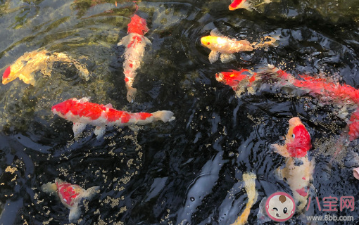 關(guān)于自己養(yǎng)的魚發(fā)朋友圈說說 養(yǎng)魚的心情幽默說說 關(guān)于自己養(yǎng)的魚發(fā)朋友圈說說 養(yǎng)魚的心情幽默說說