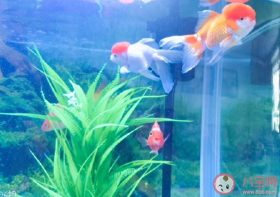 養的魚死了怎么發朋友圈 魚死了悲傷說說感慨 養的魚死了怎么發朋友圈 魚死了悲傷說說感慨