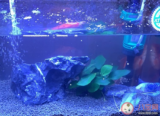 養的魚死了怎么發朋友圈 魚死了悲傷說說感慨 養的魚死了怎么發朋友圈 魚死了悲傷說說感慨