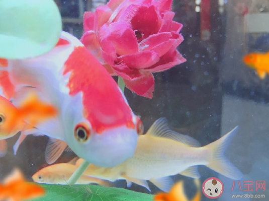 養的魚死了怎么發朋友圈 魚死了悲傷說說感慨 養的魚死了怎么發朋友圈 魚死了悲傷說說感慨