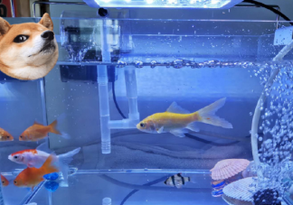 關于自己養的魚發朋友圈說說 養魚的心情幽默說說