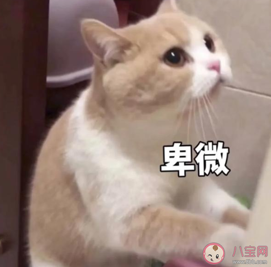 成年人卑微的瞬間盤點 成年人卑微生活日常