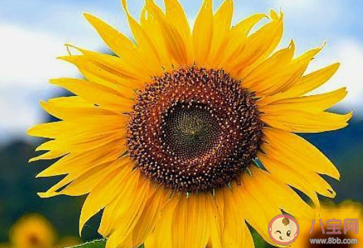 向日葵會一直跟著太陽的方向轉來轉去嗎 螞蟻莊園8月18日答案