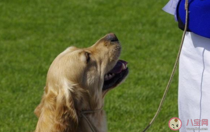 老人被狗繩絆倒摔地后身亡是怎么回事 狗主人應(yīng)該負責嗎 老人被狗繩絆倒摔地后身亡是怎么回事 狗主人應(yīng)該負責嗎