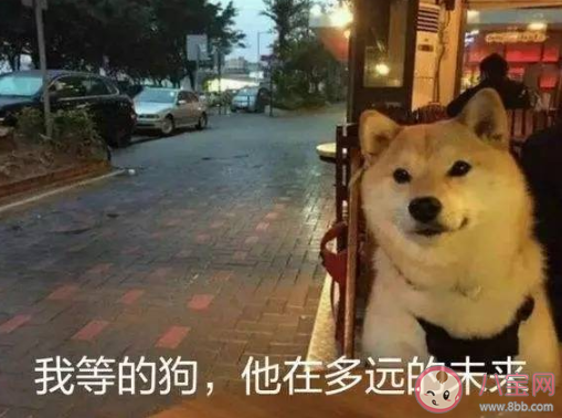 2020適合七夕單身狗發朋友圈幽默搞笑文案 關于單身幽默段子簡短句子大全