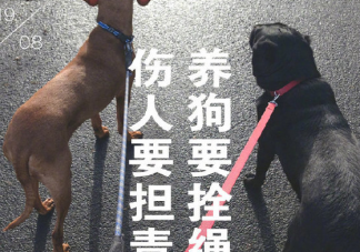 老人被狗繩絆倒后身亡怎么追責 養(yǎng)狗不栓繩子的法律規(guī)定怎么處理