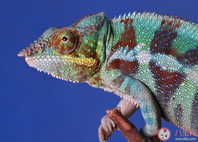 變色龍的頭上為什么會(huì)有一個(gè)洞 變色龍頭上的洞是第三只眼嗎 變色龍的頭上為什么會(huì)有一個(gè)洞 變色龍頭上的洞是第三只眼嗎