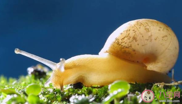 雨后蝸牛爬到水泥墻上是吃墻補鈣還是晾干身體 螞蟻莊園8月22日今日答案最新 雨后蝸牛爬到水泥墻上是吃墻補鈣還是晾干身體 螞蟻莊園8月22日今日答案最新