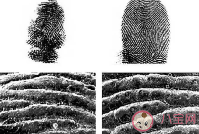 以下哪種動物擁有和人類相似的指紋 螞蟻莊園8月23日答案 以下哪種動物擁有和人類相似的指紋 螞蟻莊園8月23日答案