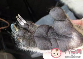 以下哪種動物擁有和人類相似的指紋 螞蟻莊園8月23日答案 以下哪種動物擁有和人類相似的指紋 螞蟻莊園8月23日答案