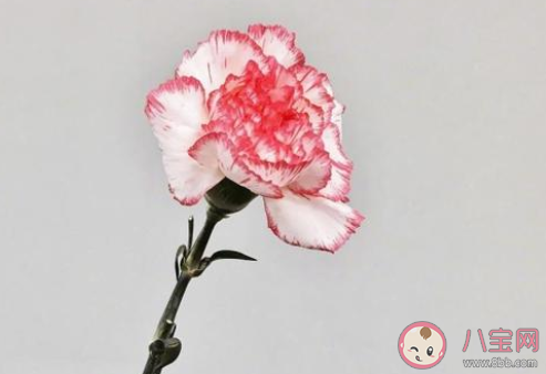 鵲橋要多少只喜鵲才能搭成功 最新螞蟻莊園8月25日答案