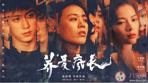 蕎麥瘋長大結(jié)局是什么 云蕎和李麥結(jié)局怎么樣了