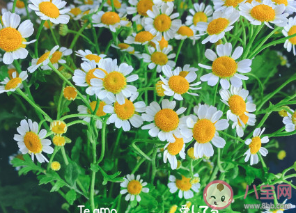 七夕給女生的暖心情話短句 七夕超甜的情話大全