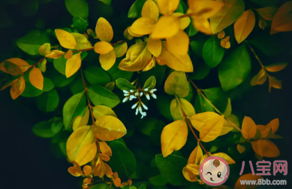 可以用于七夕表白的古詩情話 絕美的古詩情話大全