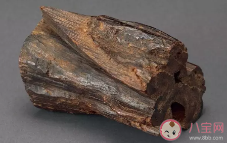 沉香木一斤多少錢 沉香木的作用和經濟價值 沉香木一斤多少錢 沉香木的作用和經濟價值