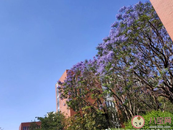 疫情終于開學了發朋友圈文案 終于回到學校了心情說說