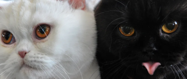 網(wǎng)上養(yǎng)貓平臺(tái)是怎么騙錢的 云養(yǎng)貓有哪些陷阱