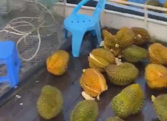 哄搶榴蓮村民食物中毒是怎么回事 榴蓮會(huì)導(dǎo)致中毒嗎 哄搶榴蓮村民食物中毒是怎么回事 榴蓮會(huì)導(dǎo)致中毒嗎