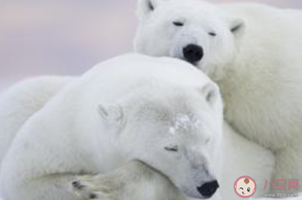 北極熊的皮膚是什么顏色 森林驛站8月28日答案