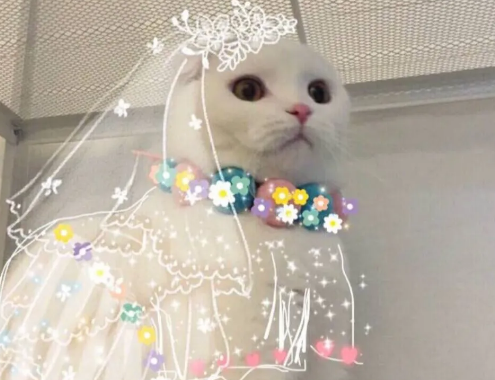 教科書追女生的情話大全有哪些 適合表白的土味情話100句