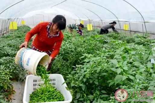 湖南人年均消費辣椒100斤怎么回事 湖南人為什么這么愛吃辣椒