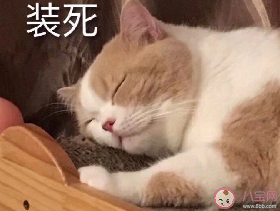 困死了想睡覺的心情說說 又累又困又瞌睡的搞笑說說