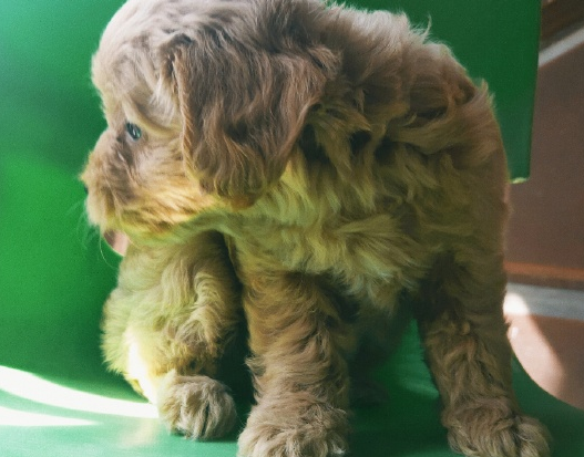 關(guān)于第一次養(yǎng)狗的心情說(shuō)說(shuō) 養(yǎng)狗第一天發(fā)朋友圈文案