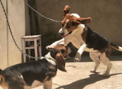 關(guān)于第一次養(yǎng)狗的心情說(shuō)說(shuō) 養(yǎng)狗第一天發(fā)朋友圈文案