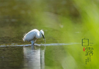 2020白露節氣圖片朋友圈個性文案句子 2020白露圖片文案大全發朋友圈說說