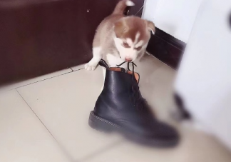 終于養狗了發朋友圈說說 第一次養狗狗的感慨文案說說