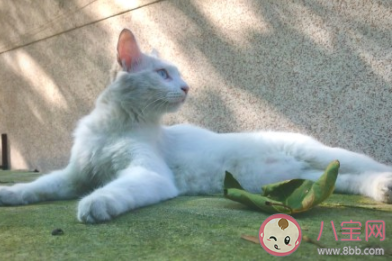 寫一首養貓的詩你會怎么寫 關于養貓的詩有哪些