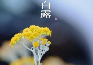 2020有關白露節氣經典微信祝福語 適合發朋友圈的白露祝福語精選