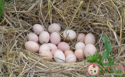 九月雞蛋還會漲價嗎 雞蛋價格何時恢復正常