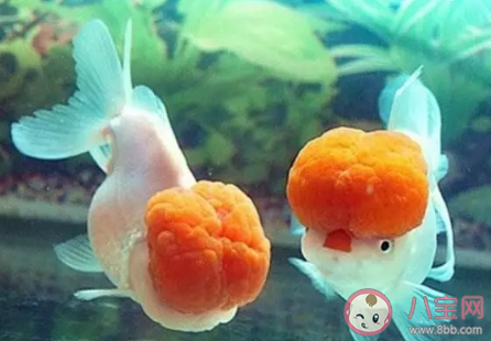 螞蟻莊園題目：金魚的記憶真的只有7秒嗎 支付寶螞蟻莊園9月12日答案